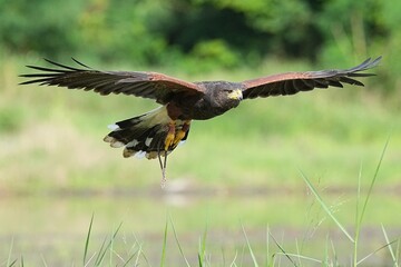 A Harris's Falcon is being trained in flight in Bangkok, Thailand. Photo taken on September 25, 2025.