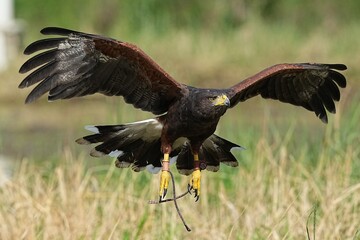 A Harris's Falcon is being trained in flight in Bangkok, Thailand. Photo taken on September 25, 2025.