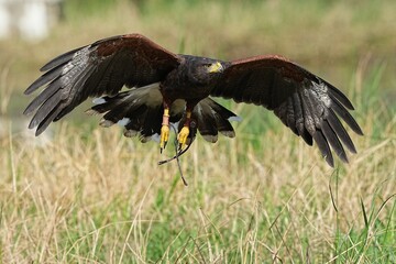 A Harris's Falcon is being trained in flight in Bangkok, Thailand. Photo taken on September 25, 2025.