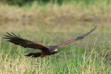 A Harris's Falcon is being trained in flight in Bangkok, Thailand. Photo taken on September 25, 2025.