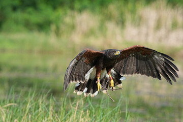 A Harris's Falcon is being trained in flight in Bangkok, Thailand. Photo taken on September 25, 2025.