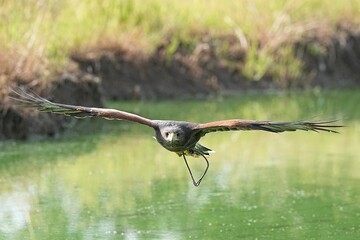 A Harris's Falcon is being trained in flight in Bangkok, Thailand. Photo taken on September 25, 2025.