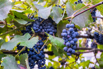 Many blue grapes on twig.