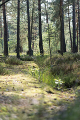 Calm forest path surrounded by trees with sunlight filtering through the branches