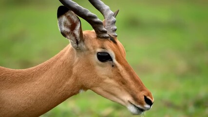 Deer eating grass in vibrant green field. Close-up captures details of animal’s fur and surroundings. Concept of nature conservation, wildlife photography, ecological awareness