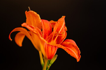 Bright orange lilies on black background