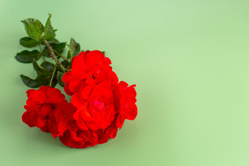Red roses close-up on a light green background