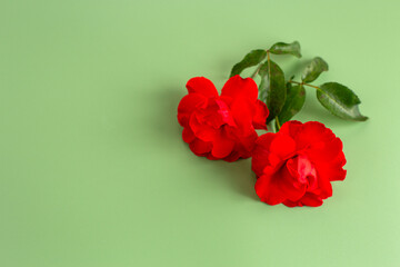 Red roses with rich petals on a pastel background