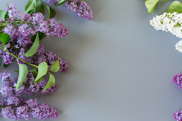 Spring lilac with leaves on a gray background with copy space