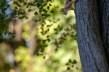Fototapeta premium Squirrel Climbing Down a Tree in Forest