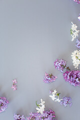 Spring lilac flowers on gray texture with empty space