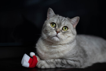 Gray Scottish cat playing with a New Year's hat. High quality photo
