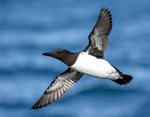Common Murre in Flight Against a Blue Background, Wildlife Photography