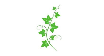 Green ivy vine vector illustration on a white background, white background