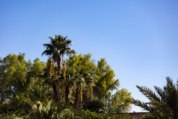 View to palm trees and blue sky