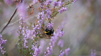 Close-up of Bumblebee Pollinating Purple Heather Flowers in Nature