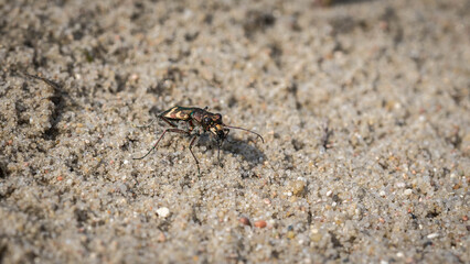 Close-up of Beetle Crawling on Sand in the Wild