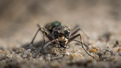 Fototapeta premium Close-up of Beetle Crawling on Sand in the Wild