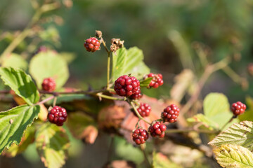 Ripe Blackberries Growing on a Bush in the Forest