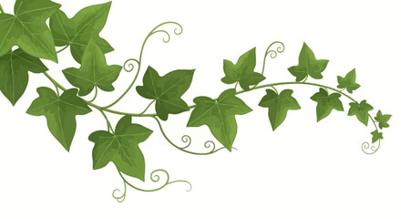 Ivy vine vector illustration with green leaves and curly tendrils on a white background, white background
