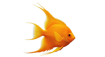 Isolated Angelfish swimming with golden color, long fins, spiky dorsal fin, freshwater fish
