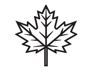 Natural maple leaf drawing in sleek modern line style