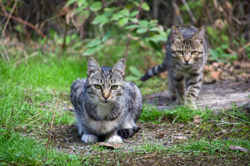 A cat in nature. Portrait of a cat. A beautiful cat in the forest. A domestic cat