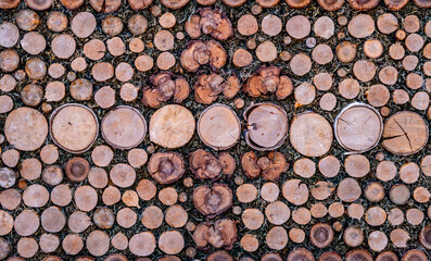 Panels of cut trees of different diameters.