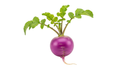 Isolated purple turnip with leaves against a neutral background, a healthy fresh vegetable