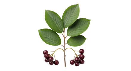 Isolated branch with green leaves and dark red berries or aronia with no background