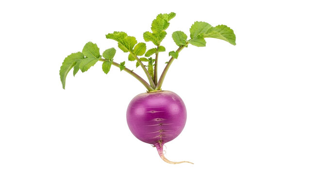 Isolated purple turnip with leaves against a neutral background, a healthy fresh vegetable