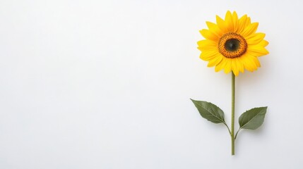 Obraz premium Bright sunflower with vibrant petals and green leaves against a plain white background, showcasing its natural beauty
