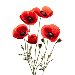 Obraz premium Vibrant Red Poppies Floral Arrangement on White Background