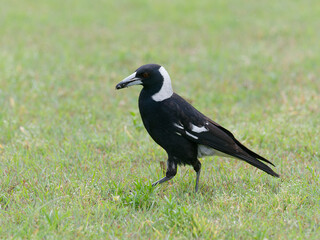 Australian Magpie (Gymnorhina tibicen) standing on a grass field holding an insect with its beak,