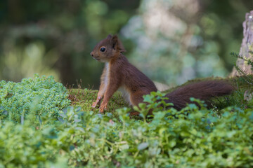 Red Squirrel standing upright in lush green forest with mossy ground and blurred background
