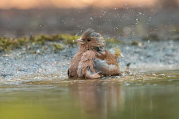 Small bird bathing in forest pond with splashing water and blurred natural background
