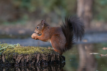 Red Squirrel holding nut on mossy tree stump near forest pond with blurred background
