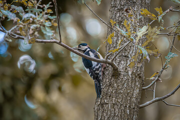Woodpecker perched vertically on tree trunk with autumn foliage in forest background  © CaptainCat