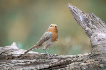 European Robin perched on weathered wood with soft forest background
