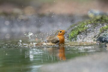 European Robin bathing in forest pond with splashing water and natural background
