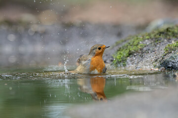 European Robin bathing in forest pond with water droplets and clear reflection
