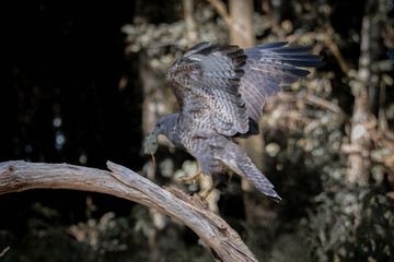 Bird of prey perched on curved forest branch with wings spread and dramatic light
