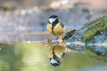 Great Tit standing on mossy log with clear water reflection in forest setting
