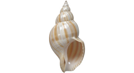 Isolated seashell with cream and brown vertical stripes, shiny and swirling apex shell design