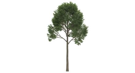 Isolated tree with green leaves casting a light shadow in the summer landscape, natural beauty