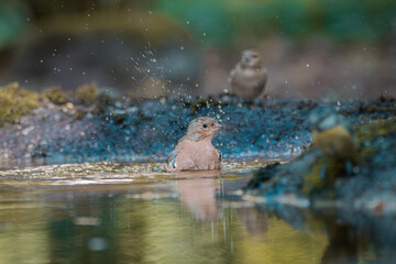 Two small birds interacting at forest water edge with splashing droplets and natural background
