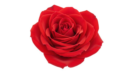 Naklejka premium Isolated red rose blossom with many petals, elegant flower, close-up of flower head, cut flower