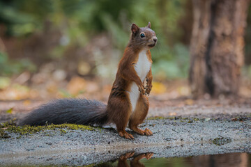 Red Squirrel standing upright near forest water edge with alert posture
