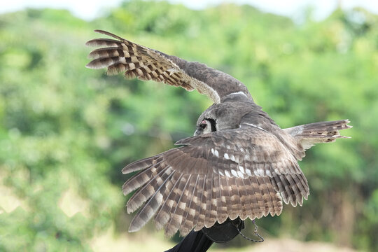 A Great Horned Owl (Varro) was brought here for flight training in Bangkok, Thailand. Photo taken on September 25, 2025.