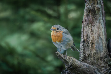 European Robin perched on broken branch with soft green forest background

